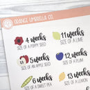 Week of Pregnancy / Baby Growth / Baby Is Size Of... Icon Script Planner Stickers | E-042 -E-043