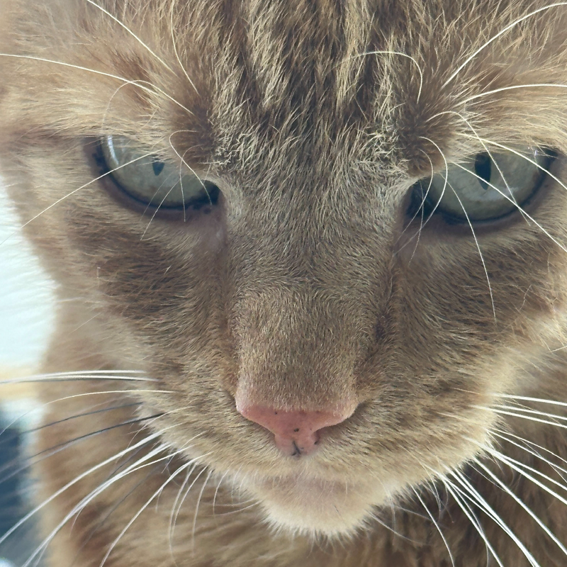 Custom Planner Order for Dawn